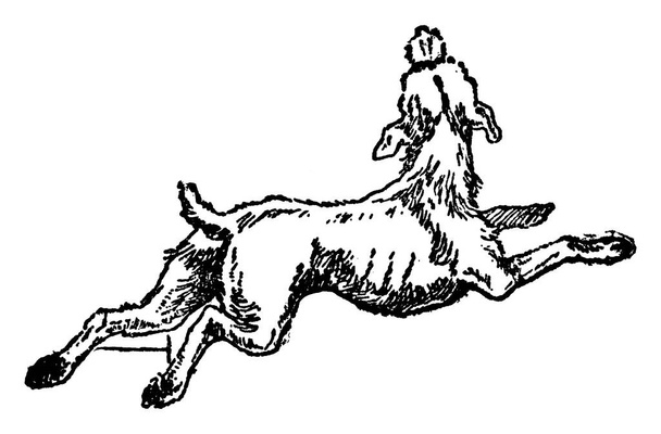 A dog lying on the ground and has just lifted its head to the sky. Dogs are loyal and are considered to be man's best friend, vintage line drawing or engraving illustration. - Vector, Image