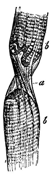 Типичное изображение маленького куска мышечного волокна, очень увеличенного, винтажного рисунка или гравировки. - Вектор,изображение