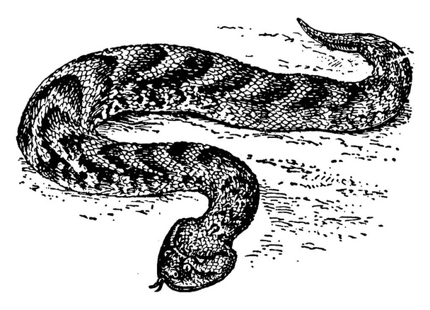Bitis arietans druh, vysoce jedovatý africký zmije. Jeho název je odvozen od zvyku nafouknout své tělo, když je poplašen, a zároveň produkovat charakteristický supění zvuk, vinobraní čáry kreslení nebo rytí ilustrace  - Vektor, obrázek