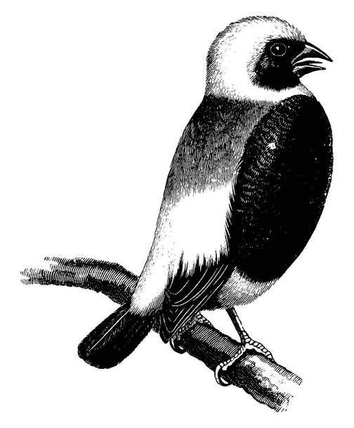 Weaver-Bird nebo Weaver-Finches je malý ptáček z čeledi Ploceidae, nalezený v Africe a Asii., starodávná kresba čar nebo rytina ilustrace.  - Vektor, obrázek