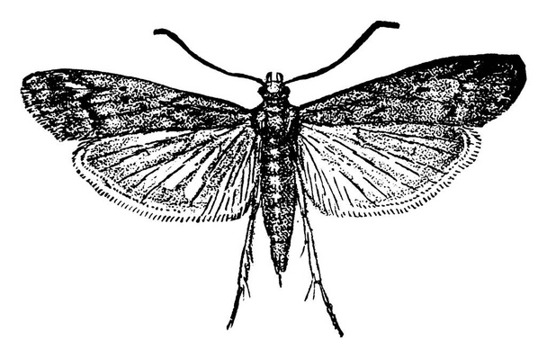 Dospělý středomořský druh mouky a můry, Ephestia kuhniella, s roztaženými křídly. Má tmavší čelo a světlejší zábradlí s šikmými pruhy, starodávnou kresbou nebo rytou ilustrací. - Vektor, obrázek