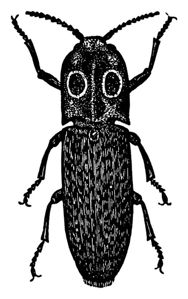 Click Beetle sono della famiglia degli elateridi noti anche come coleottero spezzone, disegno a linee vintage o illustrazione incisione. - Vettoriali, immagini