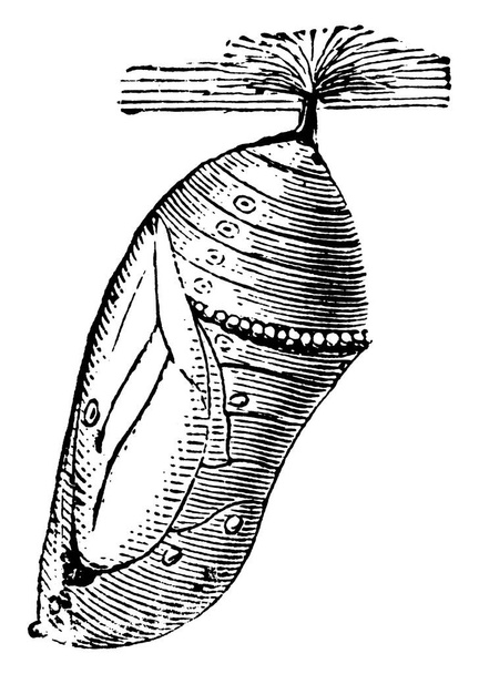 The picture depicts the pupal stage of the Milk-weed butterfly, just before the butterfly emerges, that hangs head downwards, vintage line drawing or engraving illustration. - Vector, Image