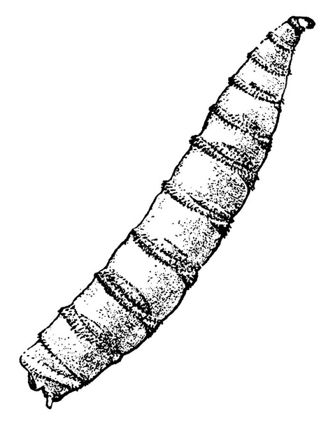 Larva of Lucilia macellaria species of parasitic fly, vintage line drawing or engraving illustration. - Вектор, зображення