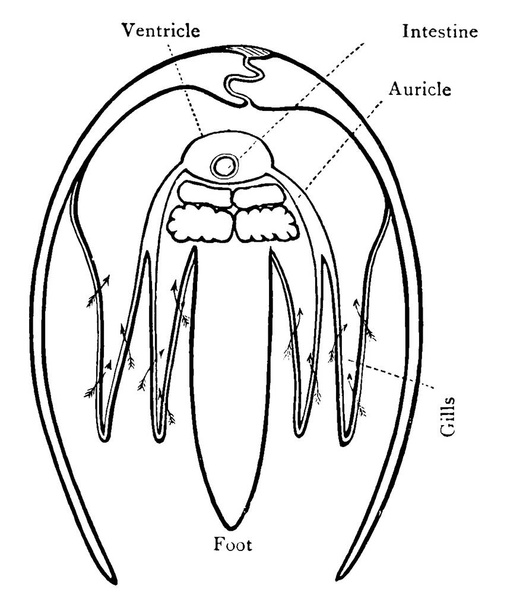 クラムは2つの部分に殻を持つ海の生き物で、クラムシェルと呼ばれるしっかりと閉じることができます。この図は、クラム、ヴィンテージライン図面や彫刻イラストの体の断面を表します. - ベクター画像