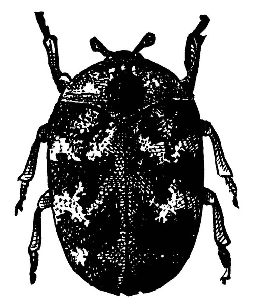 Жуки-ковровые жуки длиной 3 мм принадлежат к семейству Dermestidae, рисунок винтажных линий или гравировка иллюстрация. - Вектор,изображение