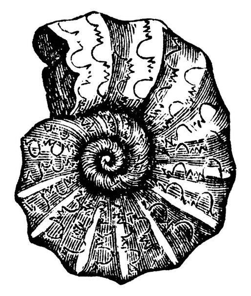 Typické znázornění "Ammonites nodosus", s ceratitickým stehem vzor na skořápce a frilly sedla, které se objeví může být způsobeno zvýšeným tlakem na skořápku ve větší hloubce, vinobraní čáry kreslení nebo rytí ilustrace. - Vektor, obrázek