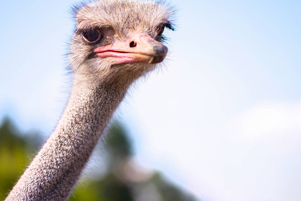 funny ostrich on a farm in a village in summer - Foto, afbeelding