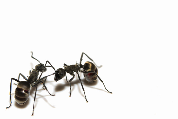 Makro Ameisenschwarzes Tier - Foto, Bild