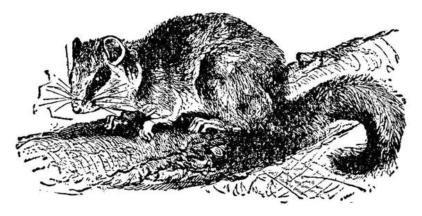 Dormice are rodents of the family Gliridae, and are particularly known for their long periods of hibernation, vintage line drawing or engraving illustration. - Vector, Image