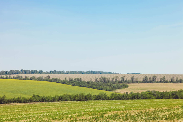 Zöld mezők a kék ég ellen. Mezőgazdaság, táj. - Fotó, kép