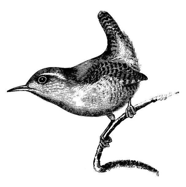 Wren è un piccolo uccello appollaiato brunastro della famiglia dei Troglodytidae, principalmente del Nuovo Mondo..  - Vettoriali, immagini