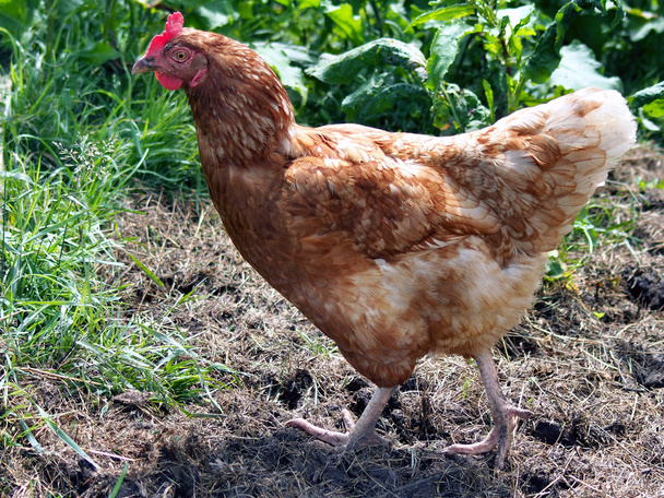 Red hen standing on ground - Photo, Image