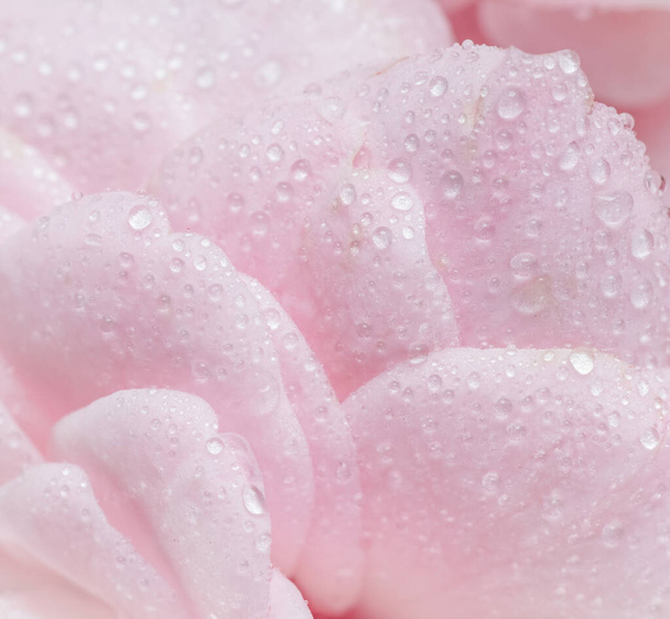Botanische concept, bruiloft uitnodiging kaart - Zachte focus, abstracte bloemenachtergrond, roze roos bloemblaadjes met waterdruppels. Macro bloemen achtergrond voor vakantie merk design - Foto, afbeelding