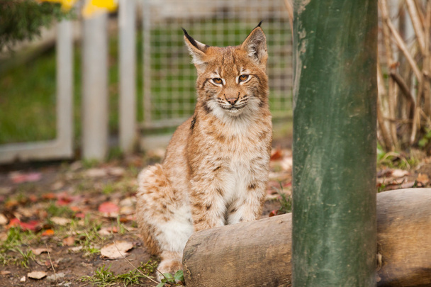 Lynx - Photo, image