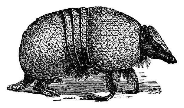 Gürteltier ist ein Plazenta Säugetier mit einer Lebensspanne von 12-15 Jahren, Vintage-Linienzeichnung oder Gravur Illustration. - Vektor, Bild