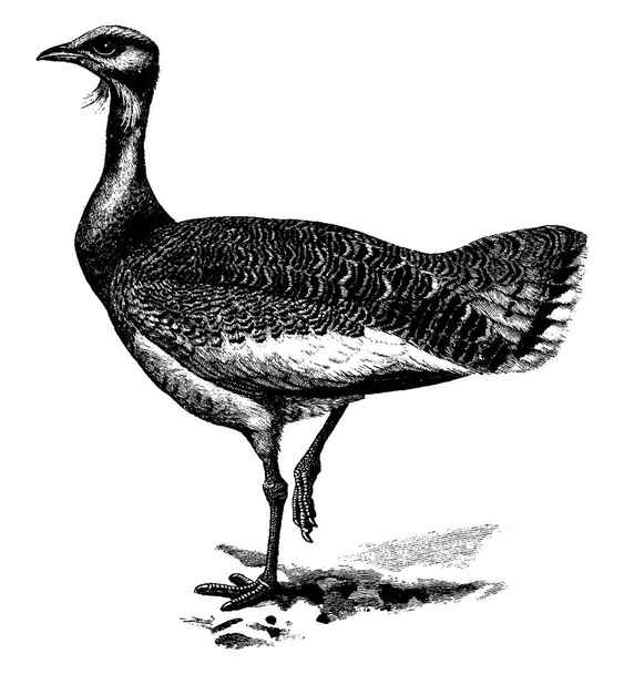The Great Bustard is one of the heaviest flying birds in the Bustard family and can be found across Europe., vintage line drawing or engraving illustration.  - Vector, Image