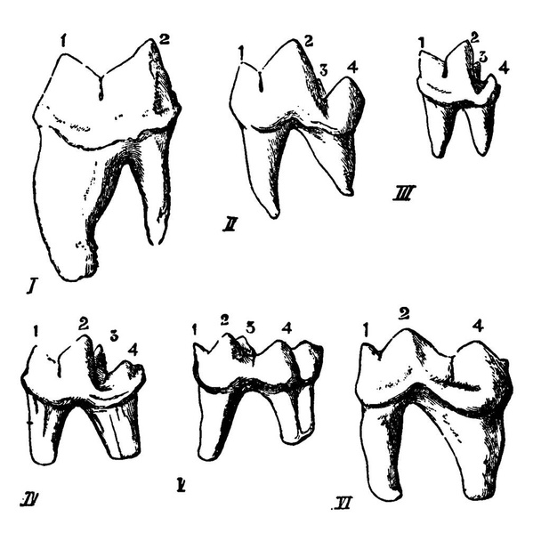 Modifications of the lower sectorial tooth in carnivora, with the parts like, celis, cunis, herpestes, lutra, meles, ursus, anterior lobe of blade, posterior lobe of blade, inner tubercle and heel, represented, vintage line drawing or engraving illus - Vector, Image