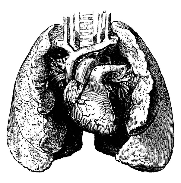 A typical representation of the heart and lungs, with its parts labelled, vintage line drawing or engraving illustration. - Vector, Image