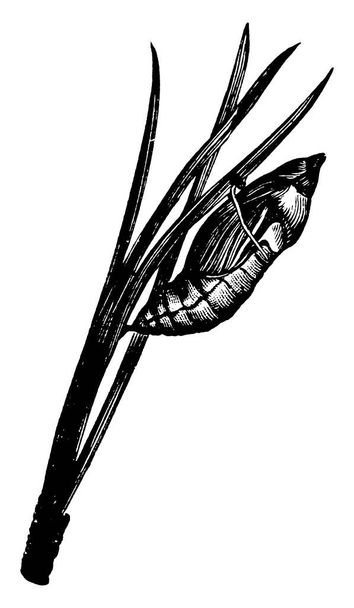 Yaprağa yapışmış bir böcek. Şekil, pupa yaşam aşamasından geçen böceği, klasik çizgi çizimini veya gravür illüstrasyonunu tasvir eder.. - Vektör, Görsel