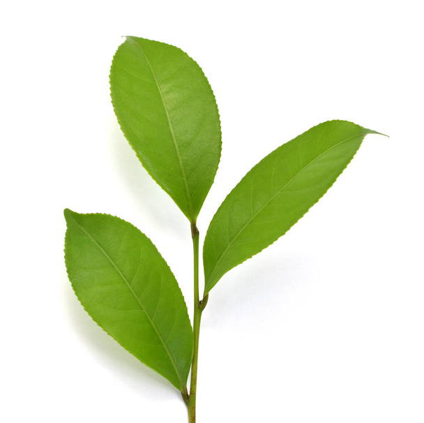 Hojas de Camellia sinensis verde fresca (té verde) aisladas sobre fondo blanco
 - Foto, imagen