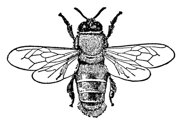 Een typische voorstelling van de mannelijke honingbij, Apis mellifica soort, met gevlekte markeringen door het hele lichaam en radiale aderen die door de voorvleugels en achtervleugels lopen, vintage lijntekening of graveerillustratie. - Vector, afbeelding