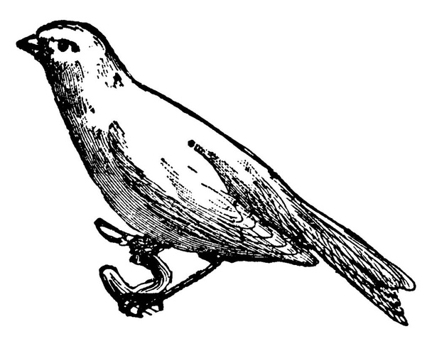 Kanarienvögel sind gelbe kleine Singvögel aus der Familie der Finken, Vintage-Linienzeichnung oder Gravierillustration - Vektor, Bild