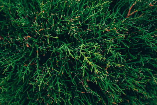 A closeup shot of green fir tree branches in a forest - 写真・画像