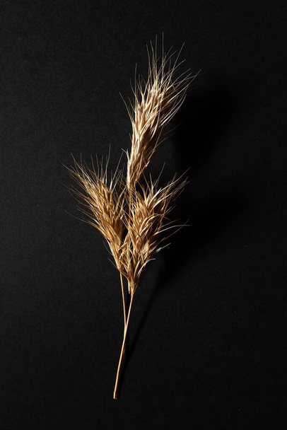 A vertical shot of ears of wheat on black background - Фото, изображение