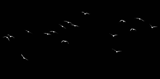 silhouette of a flock of birds on a black background . - Valokuva, kuva