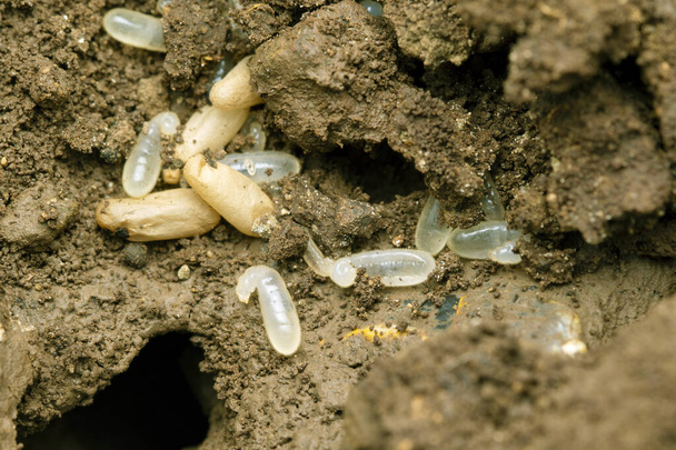 Vejce tesařů mravenců, Camponotus herculeanus, Satara, Maháráštra, Indie - Fotografie, Obrázek