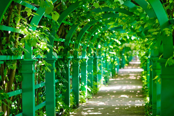 Grüner Tunnel aus Bäumen im Garten - Foto, Bild
