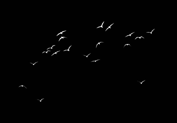 silhouette of a flock of birds on a black background . - Fotoğraf, Görsel
