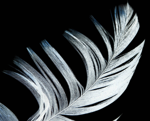 feather on a black background . Photo of an abstract texture - Fotografie, Obrázek