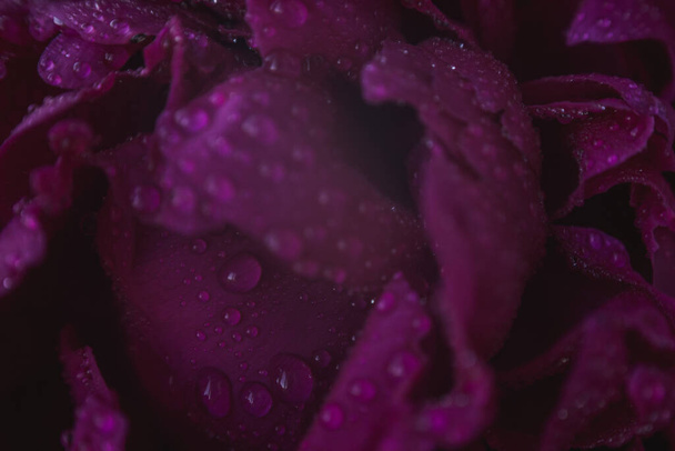 peony petals texture with water drops - 写真・画像