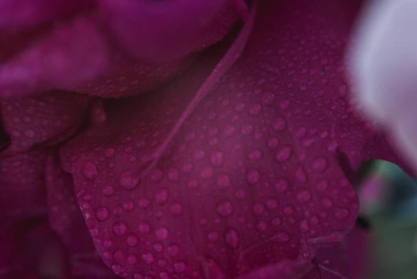 peony petals texture with water drops - Foto, Imagem