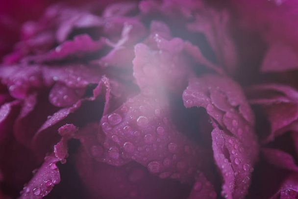 peony petals texture with water drops - Fotoğraf, Görsel