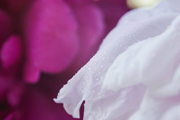 peony petals texture with water drops - Фото, изображение
