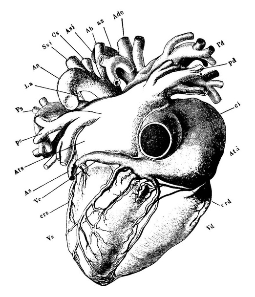 Serce oglądane od strony grzbietowej, pokazujące części takie jak: żyły wewnętrzne, żyły wieńcowe, prawy przedsionek, prawy i lewy wyrostek robaczkowy, prawa i lewa komora, aorta, nienominowana tętnica, vintage line drawing lub grawerowanie ilustra - Wektor, obraz