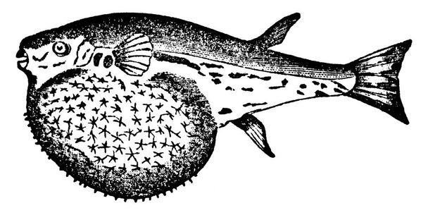 Globefish z kręgosłupami, które wyróżniają się we wszystkich kierunkach, jak te z jeża podczas zwijania, jak gdyby w obronie nadmuchiwanego ciała, niektóre z nich zostały oznaczone Ryby jeżozwierza, vintage linii rysunek lub grawerowanie ilustracji. - Wektor, obraz
