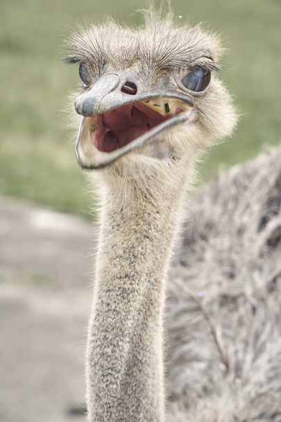 A vertical shot of an ostrich in a field in Cantabria, Spain with a blurry background - Фото, изображение