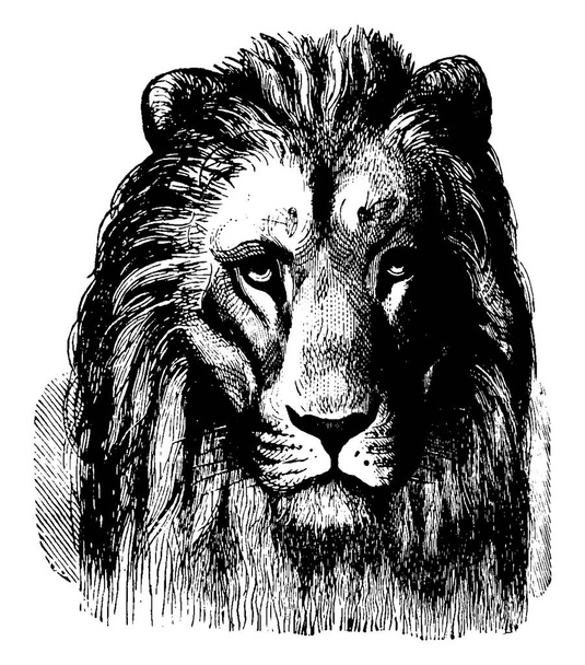C'est une image de lion, un côté de lion est montré dans l'image, c'est la tête de lion, dessin ou gravure de ligne vintage, illustration vintage. - Vecteur, image
