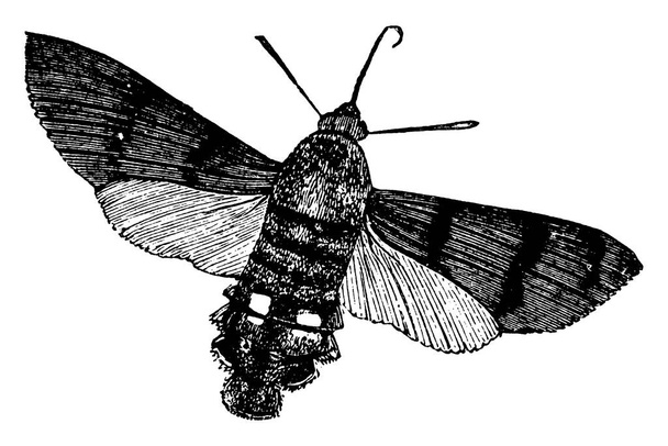 Kolibřík jestřáb Moth je hmyz, který letí velmi rychle a zvuk hučení z jeho křídel při létání, vinobraní čáry kreslení nebo rytí ilustrace. - Vektor, obrázek