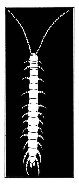 Stonožka je hmyz s vícenásobným poškozením nohou chřest, vinobraní linie kreslení nebo rytí ilustrace. - Vektor, obrázek