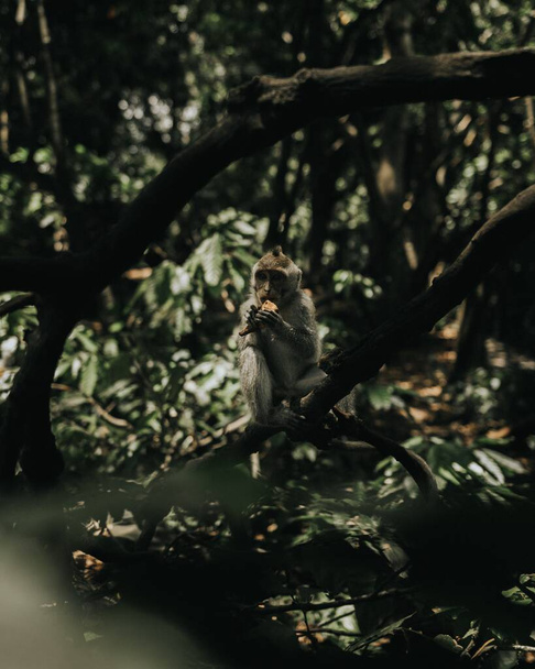 A scenic vertical shot of a monkey eating on a tree branch inside a jungle - Zdjęcie, obraz