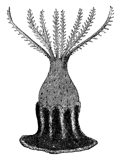 Los Corales Azules son invertebrados marinos dentro de la clase Anthozoa del filo Cnidaria, necesitan agua clara que deje pasar la luz solar, trazado de líneas vintage o ilustración de grabado.  - Vector, imagen
