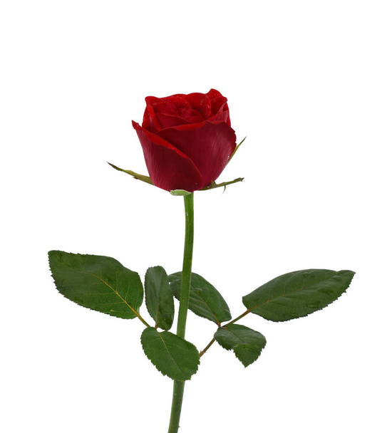 bela rosa vermelha flor isolada no fundo branco - Foto, Imagem