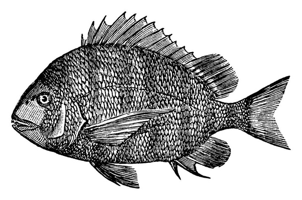 Το Sheepshead, ένα ψάρι της οικογένειας των Sparidae τσιπούρες και porgies, vintage γραμμή σχέδιο ή χαρακτική απεικόνιση. - Διάνυσμα, εικόνα
