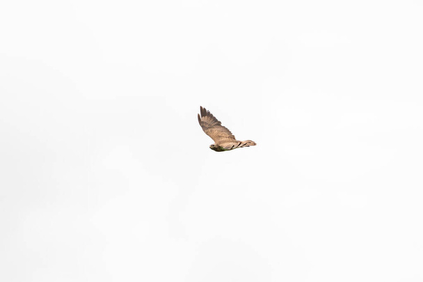 Ένα κοινό αρπακτικό πουλί, το πουλί της προσευχής, buteo buteo, που πετά ενάντια σε ένα λευκό ουρανό. - Φωτογραφία, εικόνα