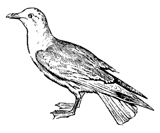 Racek je dlouhokřídlý mořský pták mořský v čeledi Laridae, také známý jako racek, vinobraní linie kreslení nebo rytí ilustrace. - Vektor, obrázek